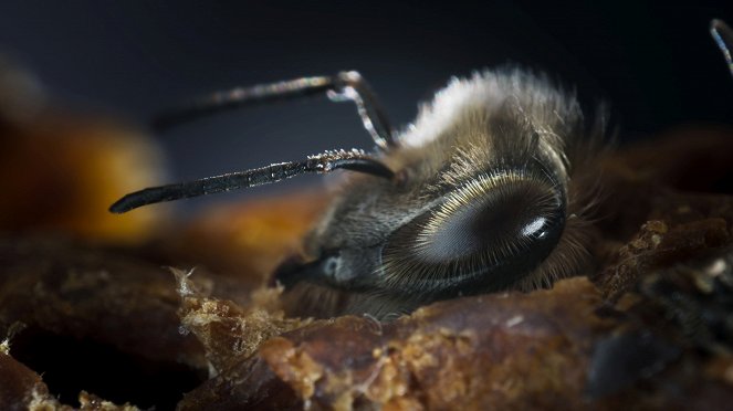 Secret World of Sound with David Attenborough - Finding a Voice - Photos