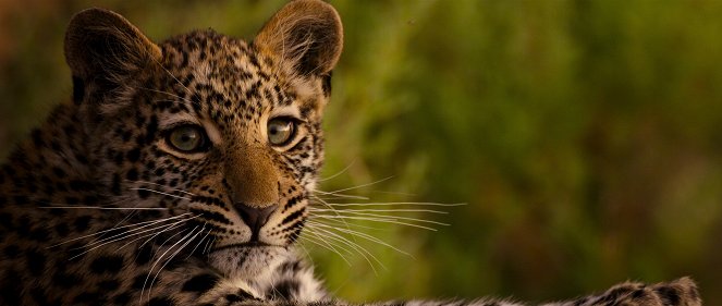 Living with Leopards - Filmfotos