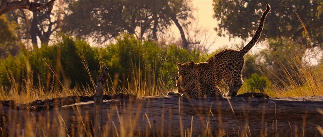 Living with Leopards - Van film