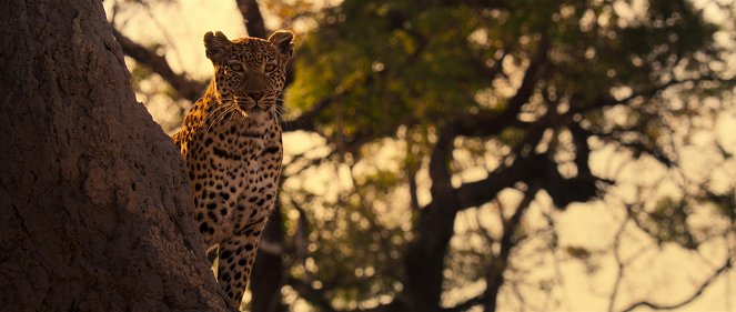 Living with Leopards - Van film