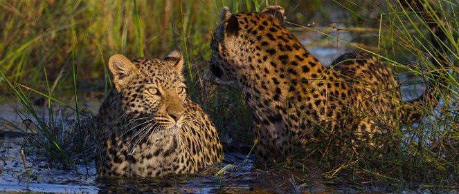 La vida entre leopardos - De la película