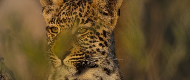 Living with Leopards - Van film