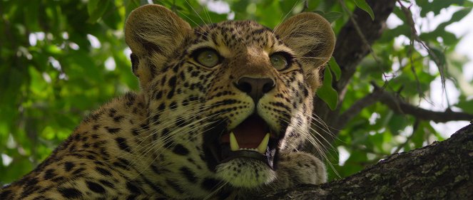 Living with Leopards - Van film