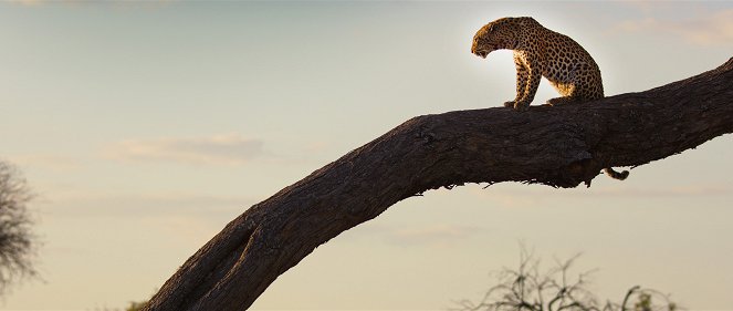 Leben mit Leoparden - Filmfotos