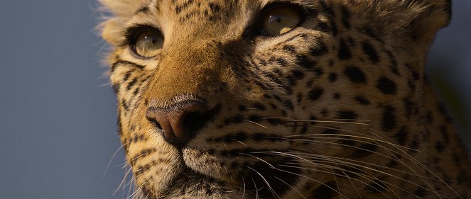 Living with Leopards - Van film