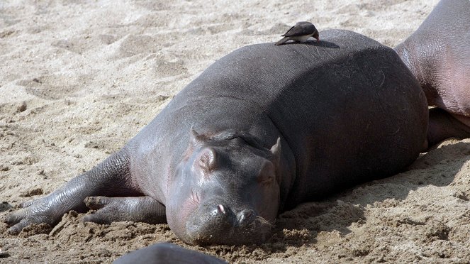 Der König der Hippos - Van film