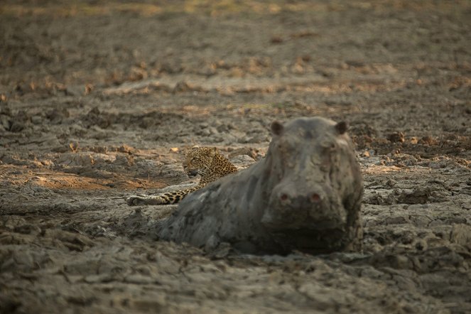 Der König der Hippos - Filmfotos