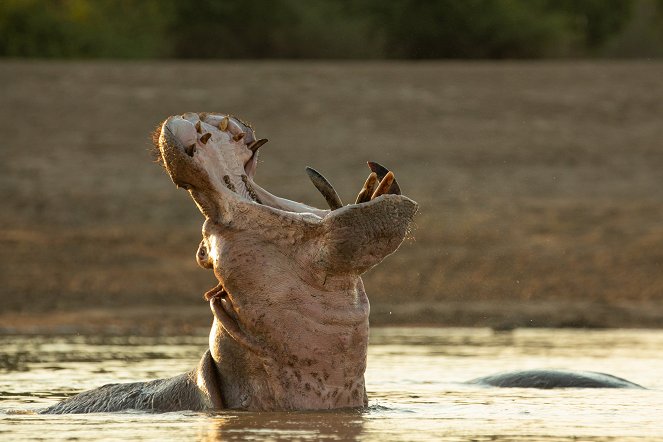 Der König der Hippos - Van film