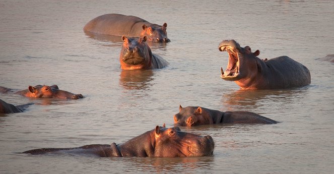 Der König der Hippos - De la película