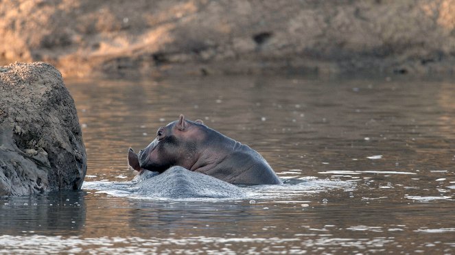 Der König der Hippos - De la película
