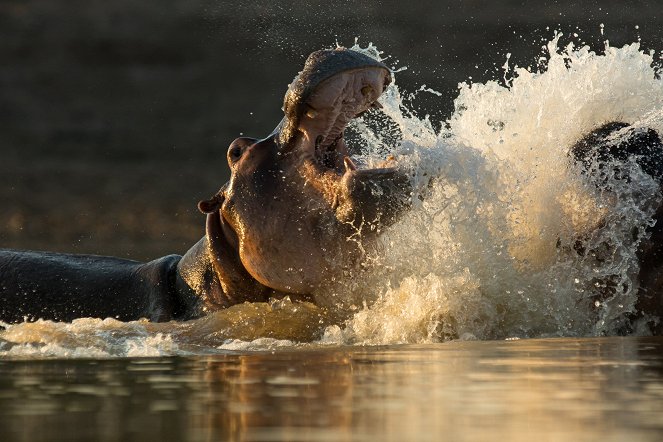 Der König der Hippos - Film