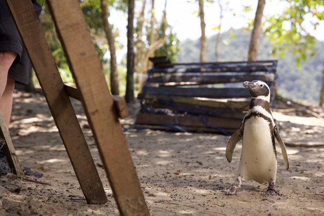 Mi amigo el pingüino - De la película