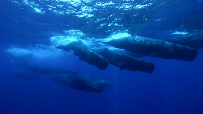 Schneller, höher, weiter - was Tiere bewegt - Van film