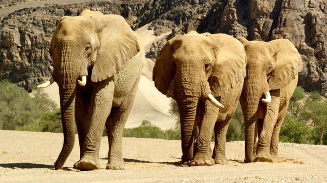 Schneller, höher, weiter - was Tiere bewegt - Van film