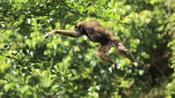 Schneller, höher, weiter - was Tiere bewegt - Van film