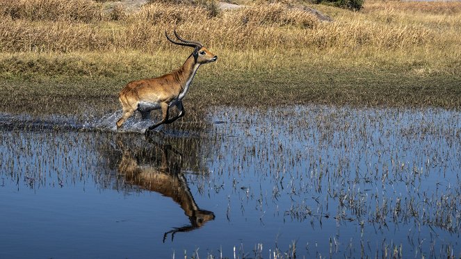 Schneller, höher, weiter - was Tiere bewegt - Van film