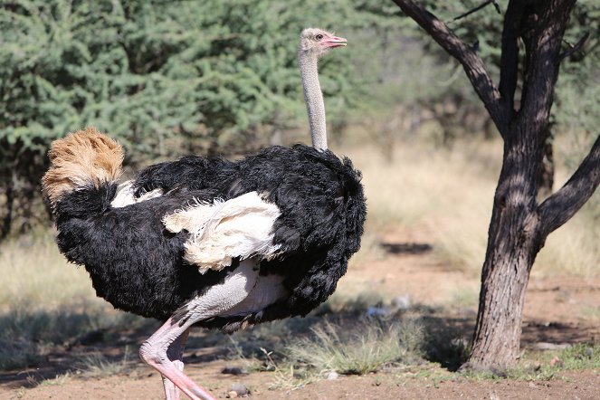 Schneller, höher, weiter - was Tiere bewegt - Van film