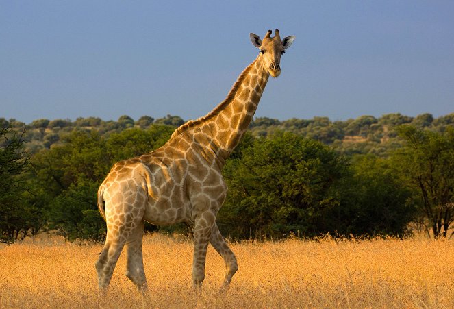 Schneller, höher, weiter - was Tiere bewegt - Filmfotos