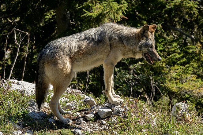 Cassandre - Loup gris - Photos