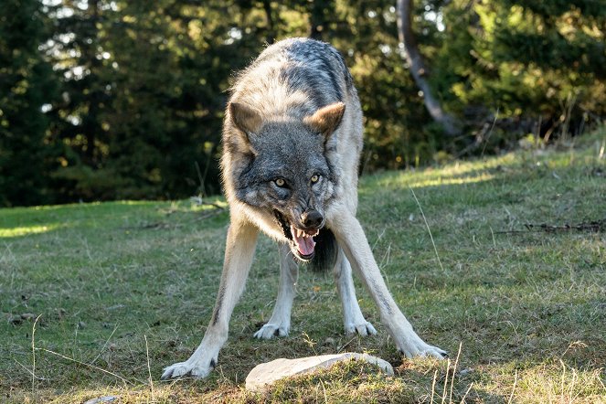 Cassandre - Loup gris - Photos