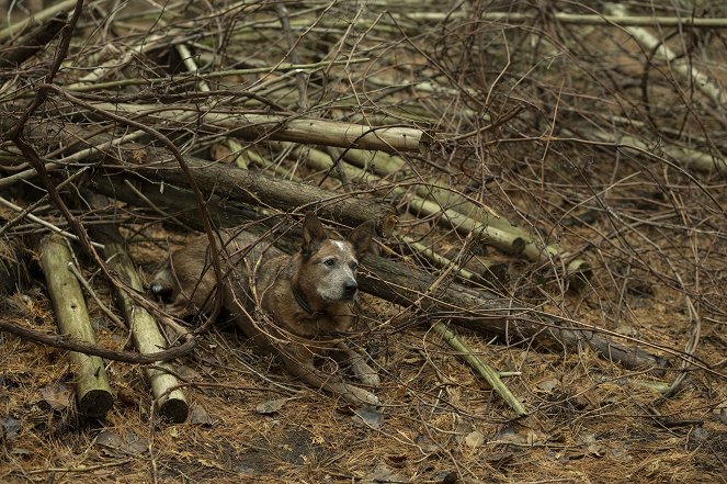 Orphan Black: Echoes - The Dog's Honest Truth - Photos