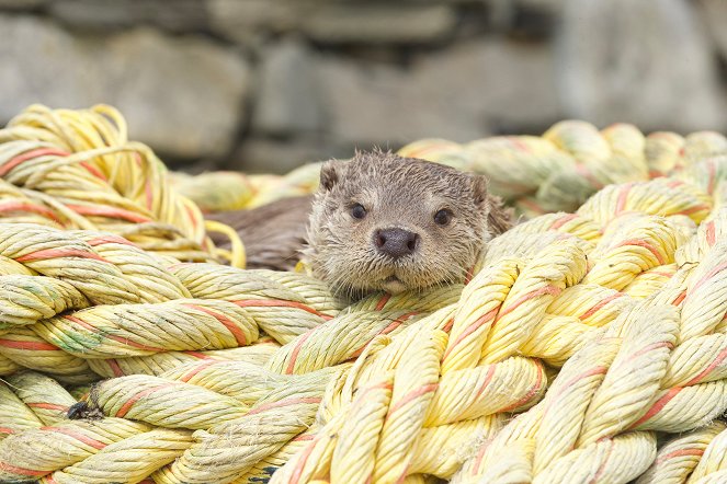 Billy & Molly: An Otter Love Story - Van film