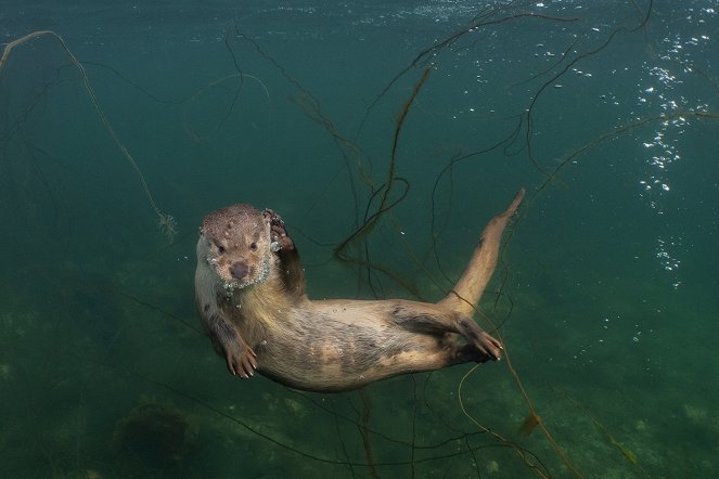 Billy & Molly: An Otter Love Story - Van film