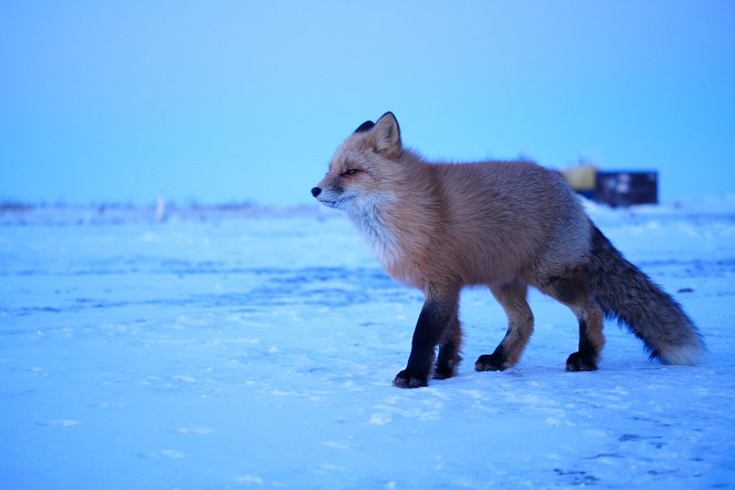 Life Below Zero - The Rising Tides - Do filme