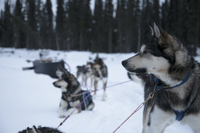 Life Below Zero - The Foundation - Do filme