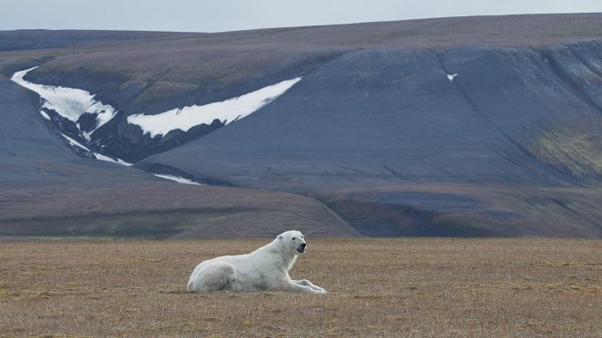 OceanXplorers - Kingdom of the Polar Bear - Photos