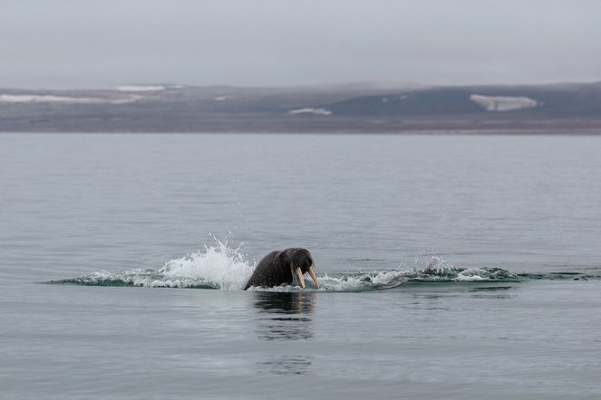 OceanXplorers – Geheimnisse der Ozeane - Kingdom of the Polar Bear - Filmfotos