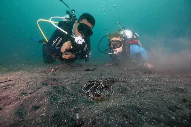 Secrets of the Octopus - Shapeshifters - Photos