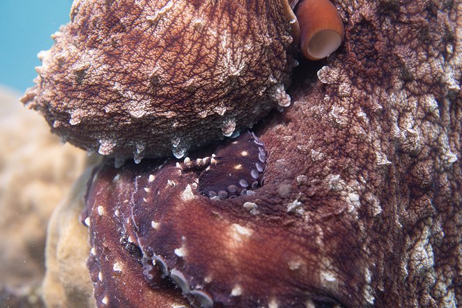 Secrets of the Octopus - Shapeshifters - Photos