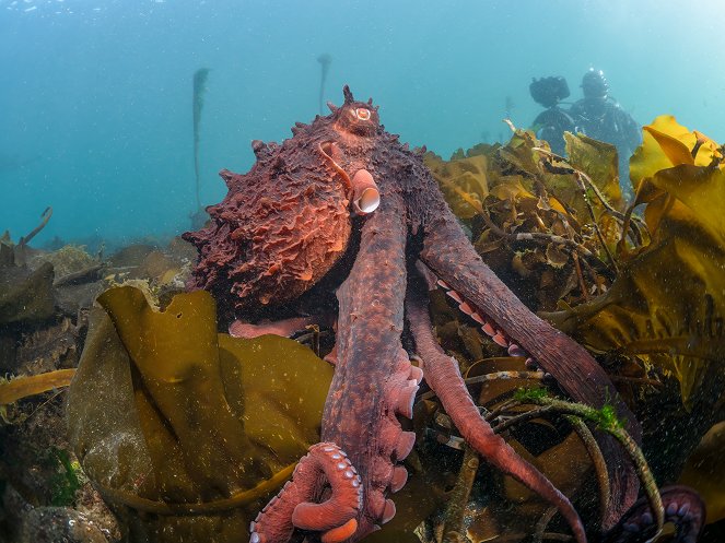 Secrets of the Octopus - Masterminds - Photos