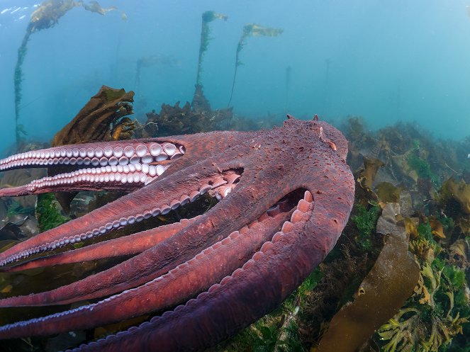 Secrets of the Octopus - Masterminds - Photos