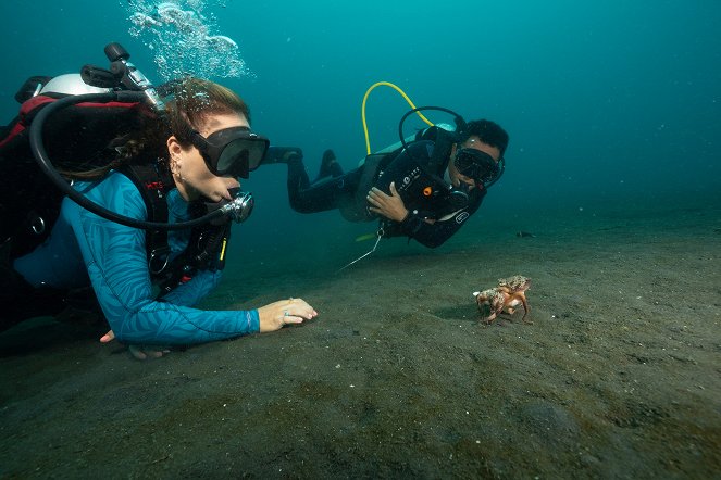 Secrets of the Octopus - Masterminds - Photos