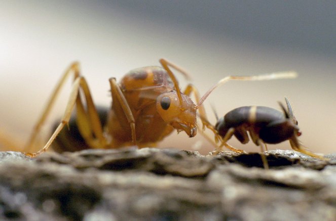 Insects - The Masters of Adaptation (2023) | Gallery - Photos | ČSFD.cz