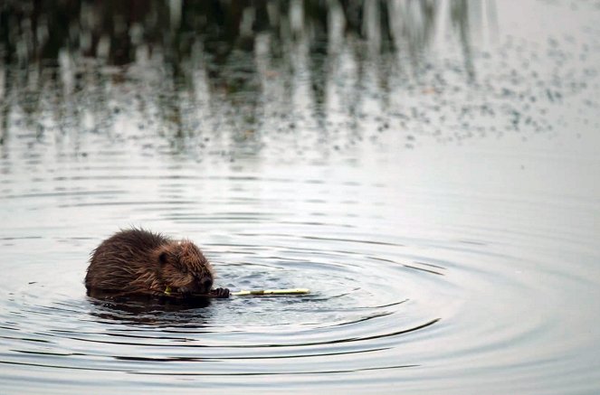 Europe, une Nature créée par l’homme - Do filme