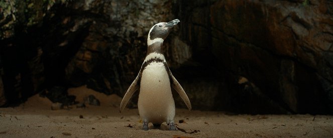 My Penguin Friend - Photos