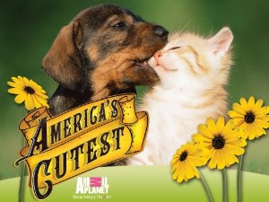 America's Cutest Pets - Julisteet