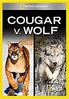 Cougar vs. Wolf - Posters