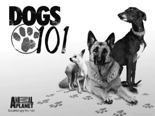 Das große Haustier-ABC - Plakate