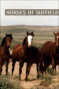 Horses of Suffield - Plakaty