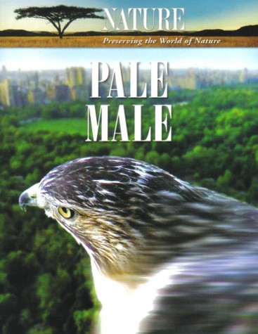 Pale Male - Plakate