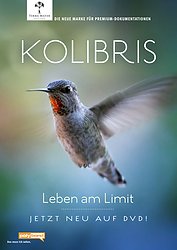 Kolibris - Leben am Limit - Plakate