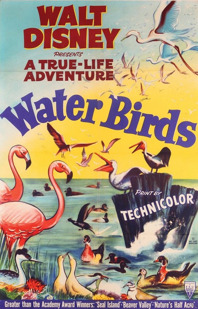 Water Birds - Plagáty
