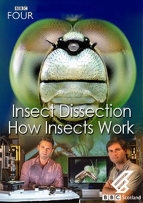 Insect Dissection: How Insects Work - Carteles