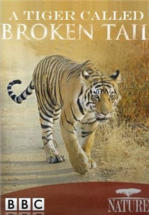 The Natural World - The Natural World - A Tiger Called Broken Tail - Julisteet