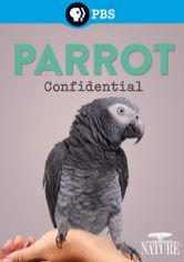 Tajemství papoušků - Plakáty