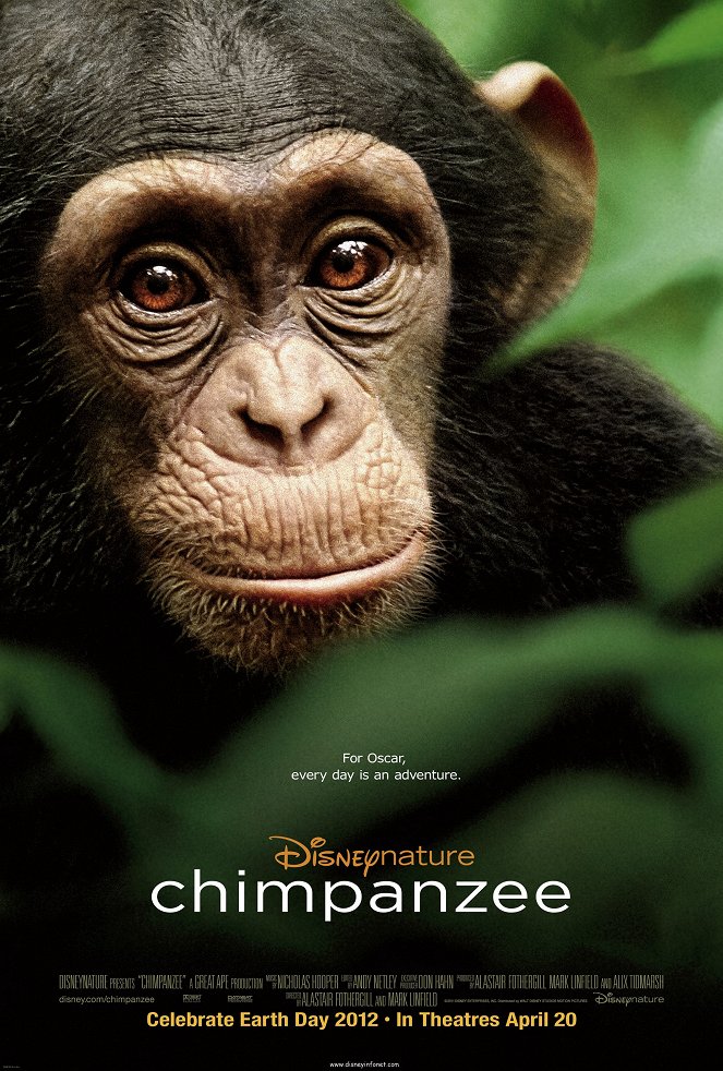 Šimpanz - Plagáty